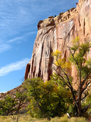 Fototapeta premium Red sandstone cliff and autumn cottonwoods, Capitol Reef National Park