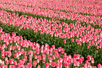 Fototapeta premium Tulips