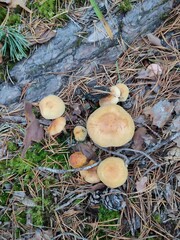 a mushroom in the forest. Hypholoma capnoides