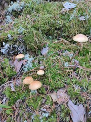 a mushroom in the forest. Hypholoma capnoides