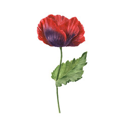 Red poppy floral botanical flowers. Isolated poppies illustration element