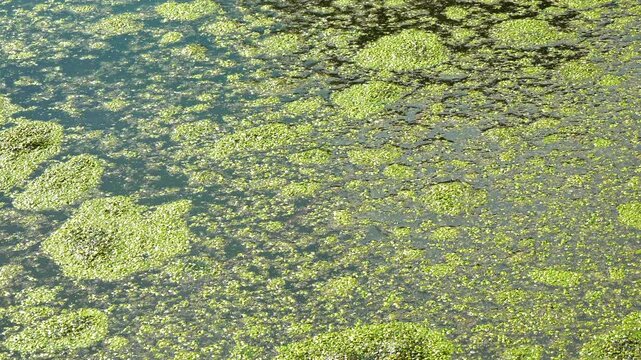 Aquatic plants rootless duckweed Wolffia arrhiza and duckweed Lemna turionifera, Odessa