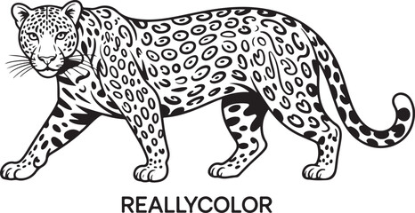 Wild leopard vector illustration: a spotted big cat predator (Panthera pardus) isolated on a white background