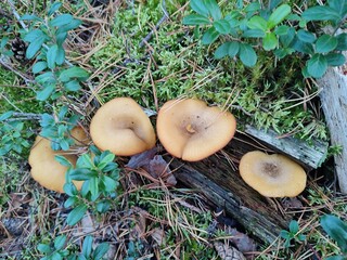 a mushroom in the forest. Hygrophoropsis aurantiaca
