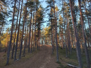 sunset in a pine forest