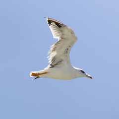 White Seabird In Flight: A Yellow-Legged Gull Gliding Against Clear Blue Sky