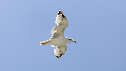 White Seabird In Flight: A Yellow-Legged Gull Gliding Against Clear Blue Sky