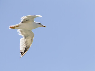 White Seabird In Flight: A Yellow-Legged Gull Gliding Against Clear Blue Sky