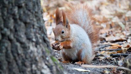 squirrel on a tree