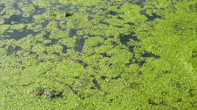 Aquatic plants rootless duckweed Wolffia arrhiza and duckweed Lemna turionifera, Odessa