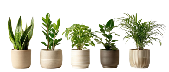 PNG of Group of five green indoor plants in modern pots, creating a fresh and vibrant atmosphere.