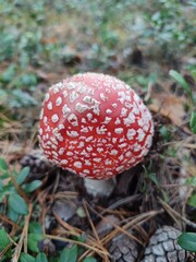 fly agaric in the autumn forest