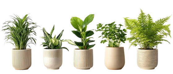 PNG of A serene collection of five lush green indoor plants in elegant pots, adding a touch of nature to any space.