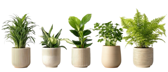 PNG of A serene collection of five lush green indoor plants in elegant pots, adding a touch of nature to any space.