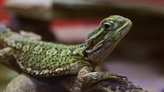 Pogona henrylawsoni. A calm Rankins dragon perched on a rock, showcasing its textured green-brown scales and alert expression in a naturalistic enclosure