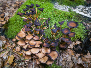 Top view of honey fungus mushrooms growing on moss and decaying wood in a Polish forest,