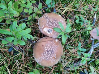 Amanita pantherina in the autumn forest