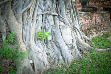 Buddha Head In The Roots Of A Bodhi Tree famous landmark in Ayutthaya, Thailand