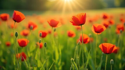 Obraz premium Vibrant Red Poppies Bask in the Golden Sunlight of a Serene Meadow
