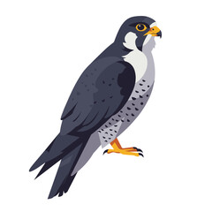 Peregrine Falcon standing proudly on a perch with a transparenr background for wildlife concept