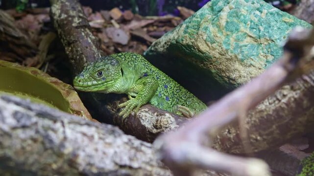 A vibrant Timon lepidus, or European green lizard, rests calmly on a branch within a naturalistic terrarium, showcasing its vivid scales and alert expression
