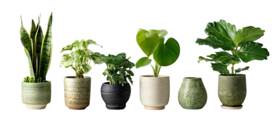 PNG of A collection of five stylish indoor plants in decorative pots, enhancing any living space with vibrant greenery.