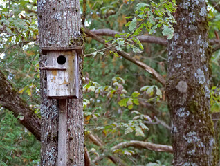 A Rustic, Weathered Wooden Birdhouse Mounted on a Oak Tree