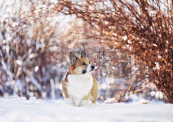 funny corgi dog standing in winter new year snowy garden