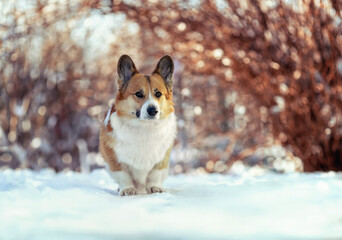 corgi dog walking in winter New Year's garden in the snow on a sunny day