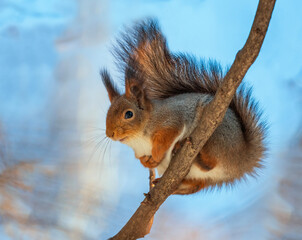cute animal fluffy squirrel on a tree branch in a sunny park with a blue sky background