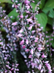 Flowers in autumn. Calluna