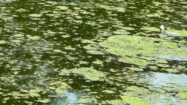 Natural background, duckweed and Wolffia arrhiza plants floating on the surface of a dirty eutrophic lake