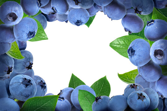 Background with blueberries with green leaves on a branch for design. Ripe fresh juicy blue berries for cooking