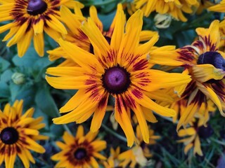 Flowers in autumn. Rudbeckia
