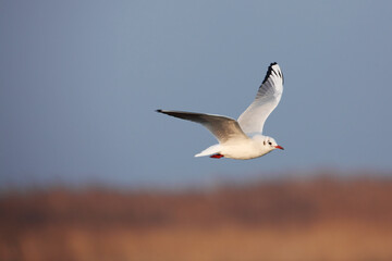 Common gull