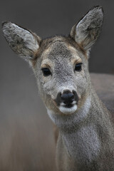 Portrait of a female roe deer