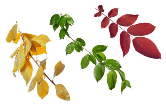 High-quality Isolated autumn red branch, green leaf and yellow foliage on transparent background