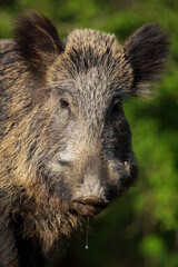 Close-up of a Wild Boar