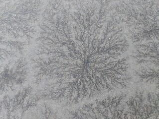 Frost Pattern on Glass Resembling Tree Branches. Macro photo of intricate frost crystals forming dendritic patterns on a cold surface