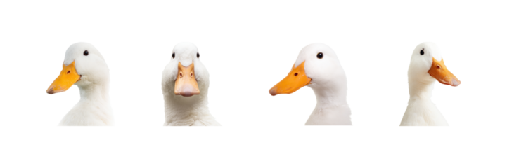 Duck Portraits Set. Animal Expressions And Nature Photography Collection Isolated On Transparent Background