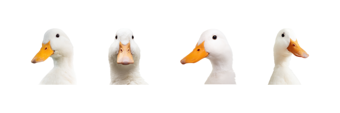 Duck Portraits Set. Animal Expressions And Nature Photography Collection Isolated On Transparent Background