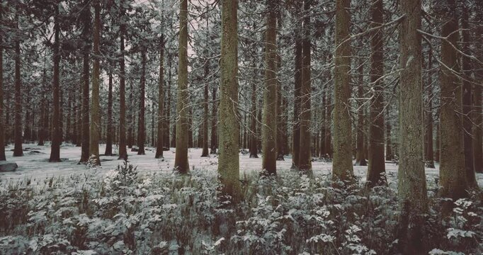 Snow blankets the forest floor, creating a tranquil atmosphere among towering pine trees. The stillness enhances the beauty of nature, inviting peaceful reflection on a chilly day.