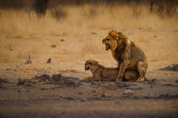 Lion and lioness mating - Panthera leo king of the animals. biggest african cat in Etosha National Park in Namibia Africa, making love in dry savannah