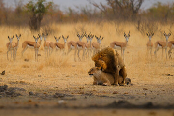 Lion and lioness mating - Panthera leo king of the animals. biggest african cat in Etosha National Park in Namibia Africa, making love in dry savannah © phototrip.cz