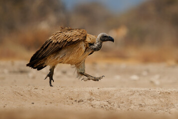 White-backed Vulture - Gyps africanus  is Old World vulture in Accipitridae, closely related to...