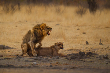Lion and lioness mating - Panthera leo king of the animals. biggest african cat in Etosha National Park in Namibia Africa, making love in dry savannah
