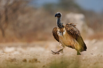 White-backed Vulture - Gyps africanus  is Old World vulture in Accipitridae, closely related to European griffon vulture, walking in dry savannah in Africa. Portrait if the raptor
