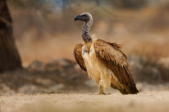 White-backed Vulture - Gyps africanus  is Old World vulture in Accipitridae, closely related to European griffon vulture, walking in dry savannah in Africa. Portrait if the raptor