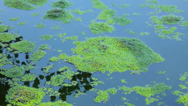 Glare and reflections of trees on the water and on duckweed and wolffia plants floating on the surface of a dirty eutrophic lake