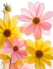 Close-up of pink and yellow flowers